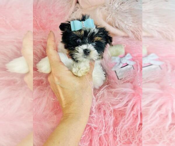 Medium Photo #14 Biewer Terrier Puppy For Sale in TAMPA, FL, USA