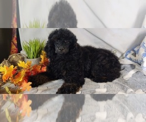Poodle (Miniature) Puppy for sale in W FIELD, NC, USA