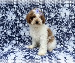 Small #4 Poodle (Miniature)