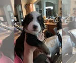 Small Photo #1 Bernese Mountain Dog Puppy For Sale in MC KINNEY, TX, USA