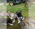 Image preview for Ad Listing. Nickname: TriColor F001