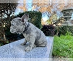 Small #216 French Bulldog
