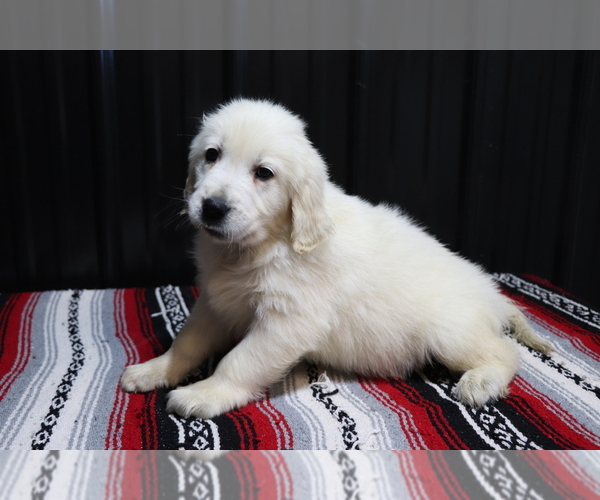 Medium Photo #2 English Cream Golden Retriever Puppy For Sale in SHILOH, OH, USA