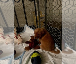 Labrador Retriever Puppy for sale in N CHESTERFLD, VA, USA