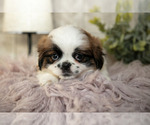 Small #2 Shih Tzu
