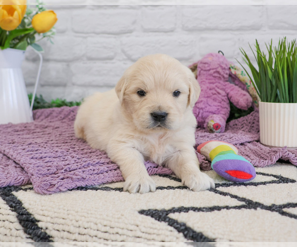 Medium Photo #3 English Cream Golden Retriever Puppy For Sale in SYRACUSE, IN, USA
