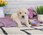 Small #2 English Cream Golden Retriever
