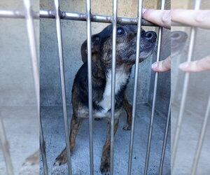 Chihuahua-Unknown Mix Dogs for adoption in Fort Lauderdale, FL, USA