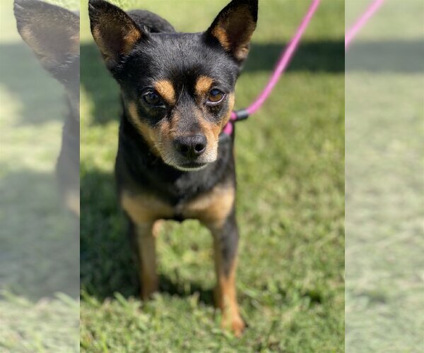 Medium Photo #1 Chipin Puppy For Sale in Newport Beach, CA, USA
