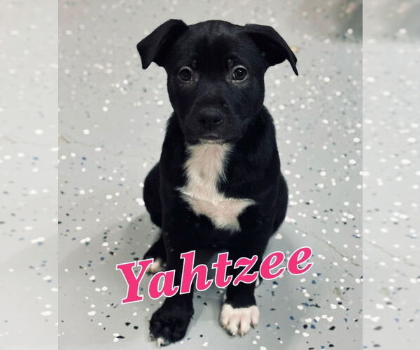 Medium Photo #4 Lab-Pointer Puppy For Sale in Lakewood, CO, USA