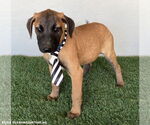 Small #2 Black Mouth Cur Mix