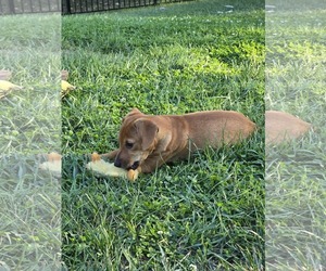 Tigger - Female Dachshund-Unknown Mix Dog for Adoption - Photo #6