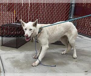 Siberian Husky Dogs for adoption in Redlands, CA, USA