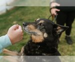 Small #3 German Shepherd Dog-Shiba Inu Mix