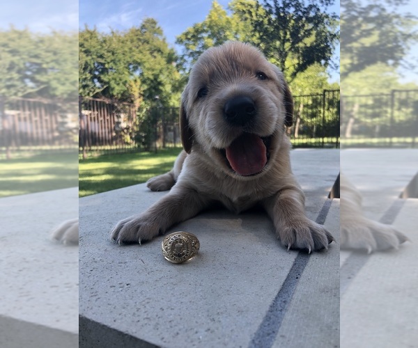 Medium Photo #5 Golden Retriever Puppy For Sale in COCKRELL HILL, TX, USA