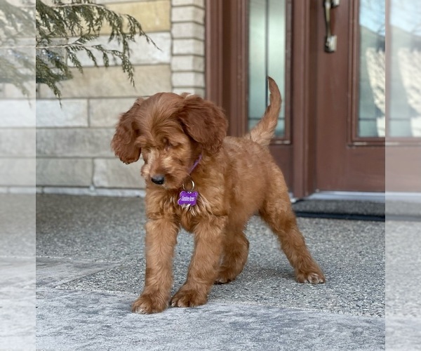 Medium Photo #7 Goldendoodle Puppy For Sale in WOLCOTT, IN, USA