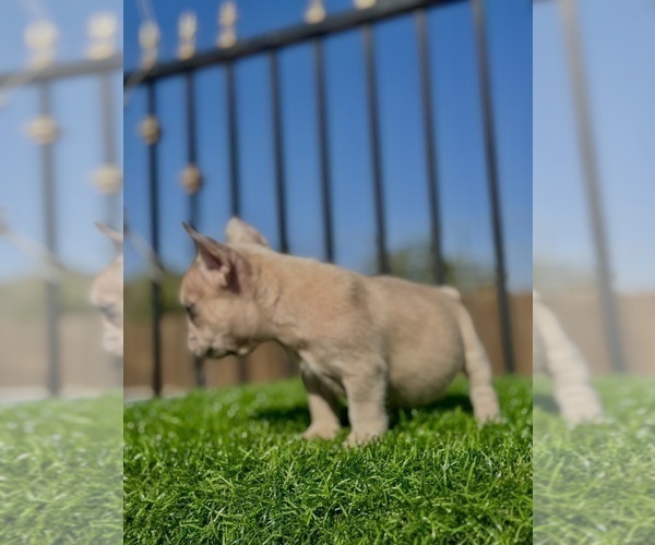 Medium Photo #12 French Bulldog Puppy For Sale in LONG BEACH, CA, USA
