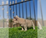 Small #11 French Bulldog