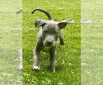 Small #1 American Staffordshire Terrier Mix
