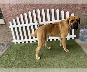 Mastiff Dogs for adoption in Modesto, CA, USA
