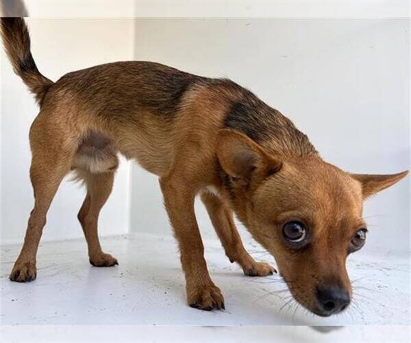 Medium Photo #1 Chihuahua Puppy For Sale in Houston, TX, USA