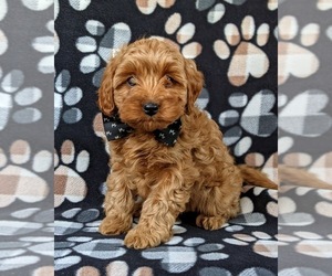 Cavapoo-Poodle (Miniature) Mix Puppy for sale in KIRKWOOD, PA, USA
