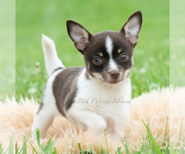 Medium Photo #3 Chihuahua Puppy For Sale in WARSAW, IN, USA