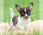 Small #2 Chihuahua