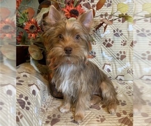 Yorkshire Terrier Puppy for sale in OKLAHOMA CITY, OK, USA