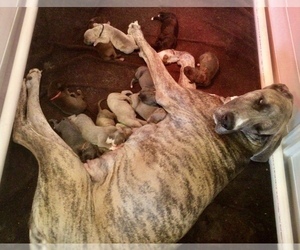 Mother of the Great Dane puppies born on 03/01/2023