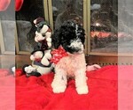 Small Photo #10 Poodle (Standard) Puppy For Sale in MIDDLETOWN, OH, USA