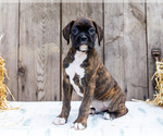 Small #6 Boxer