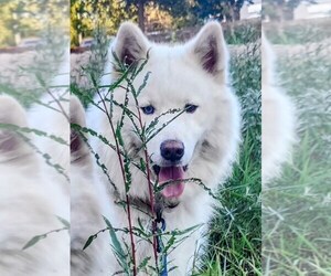 Huskies -Unknown Mix Dogs for adoption in Cottage Grove, MN, USA