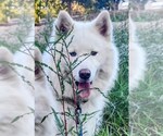 Small Huskies  Mix
