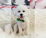 Small Photo #1 Bichon Frise Puppy For Sale in FORT WORTH, TX, USA
