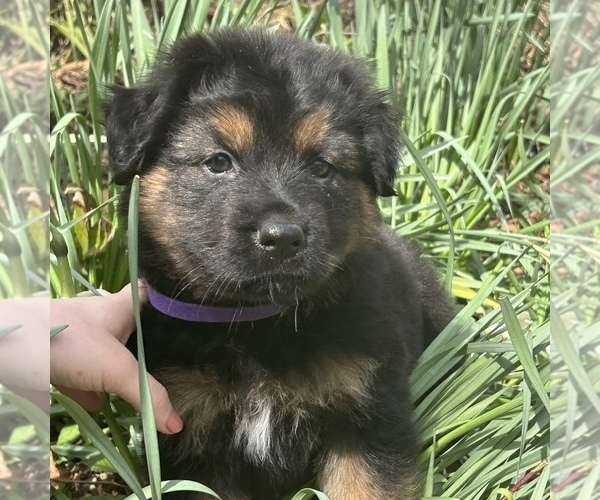 Medium Photo #1 Shepweiller Puppy For Sale in GERTON, NC, USA