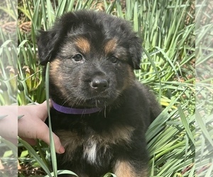 Weimaraner Puppy for sale in GERTON, NC, USA