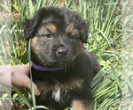 Small Photo #1 Shepweiller Puppy For Sale in GERTON, NC, USA