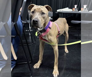 Bullypit Dogs for adoption in Princeton, MN, USA