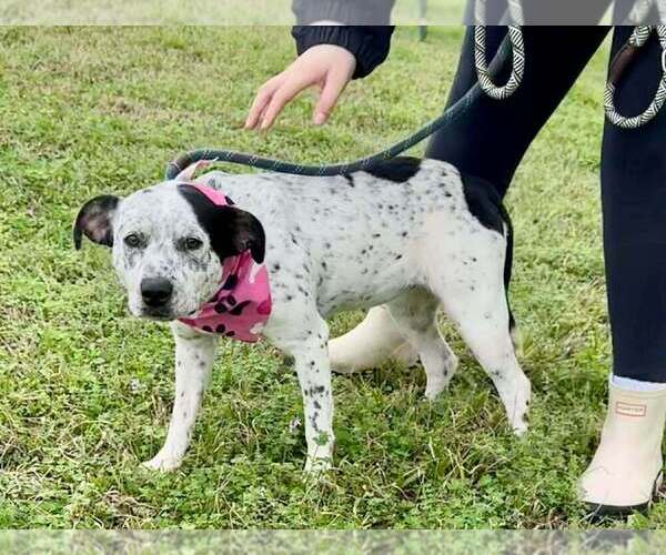 Medium Photo #3 Mutt Puppy For Sale in Abbeville, LA, USA