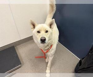 Siberian Husky Dogs for adoption in HESPERIA, CA, USA