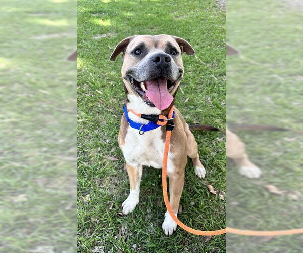 Medium Photo #2 American Staffordshire Terrier Puppy For Sale in Fort Lauderdale, FL, USA