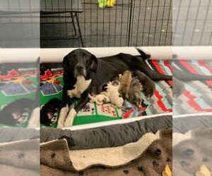 Naomi - Female Great Pyredane Dog for Adoption - Photo #2