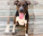 Small #33 American Pit Bull Terrier-German Shorthaired Pointer Mix