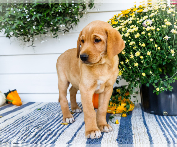 Medium Photo #4 Golden Retriever-Jack Russell Terrier Mix Puppy For Sale in WAKARUSA, IN, USA