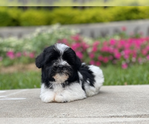 Medium Photo #2 Havanese Puppy For Sale in HOUSTON, TX, USA
