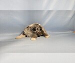 Small #5 Bernedoodle (Miniature)