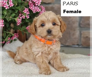 Maltese-Poodle (Standard) Mix Puppy for sale in SAN DIEGO, CA, USA