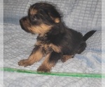 Small Photo #268 Yorkshire Terrier Puppy For Sale in AKRON, OH, USA
