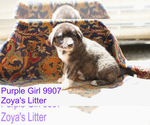 Puppy 8 Anatolian Shepherd